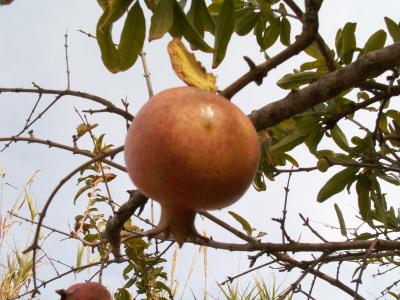 Romã // Pomegranate (Punica granatum)
