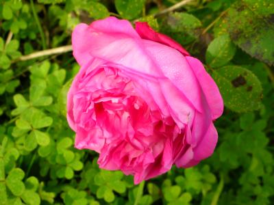 Rosa // Rose (Rosa sp.)
