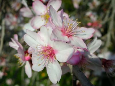 Almond tree Blossom