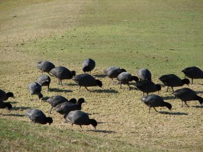 Coots in a Golf field