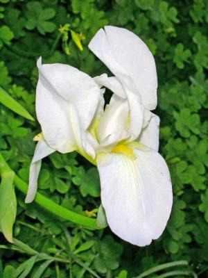 Lírio-branco (Iris albicans)