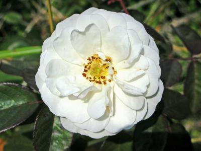 Rosa Branca // White Rose (Rosa sp.)