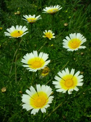 Pampilho-ordinário (Chrysanthemum coronarium)