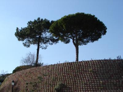 Pines in Quinta do Lago