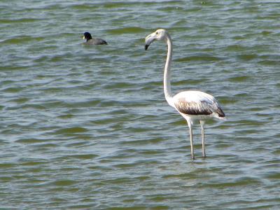 Flamingo /|\ Greater Flamingo (Phoenicopterus ruber)