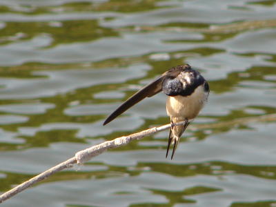 Andorinha-das-chamins // Barn Swallow (Hirundo rustica subsp. rustica)