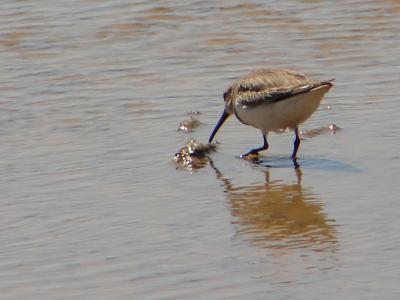 Pilrito-de-peito-preto /|\ Dunlin (Calidris alpina)