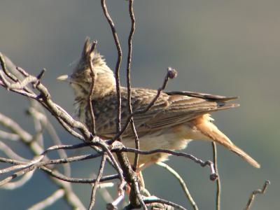 Cotovia-do-monte // Thekla Lark (Galerida theklae)