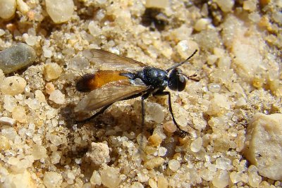 Mosca // Fly (Cylindromyia rufifrons)