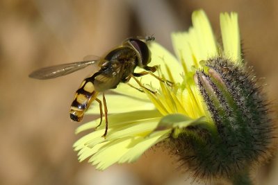 Mosca // Hoverfly (Eupeodes corollae)