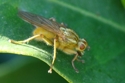 Mosca // Fly (Scathophaga stercoraria)