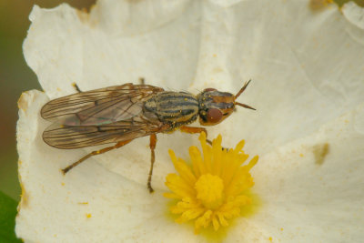 Mosca Ulidiidae // Fly (Dorycera graminum)