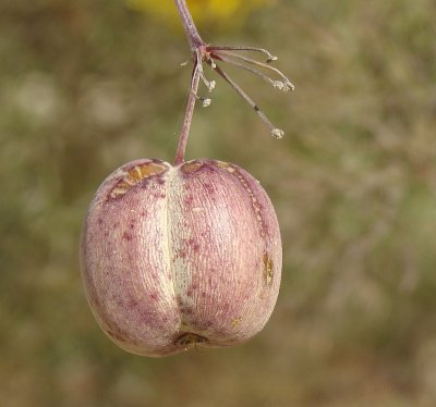 Fruto do Bugalho ou Erva-isqueira (Prangos trifida)