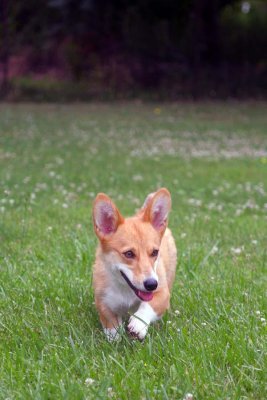 pup on the prowl