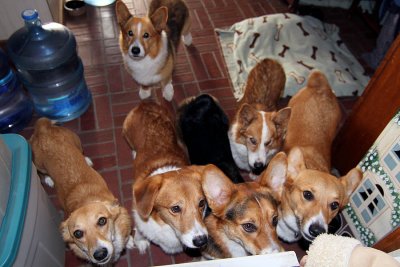 Corgi corral