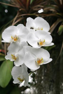 g3/99/529299/3/59042022.WhiteOrchids.jpg