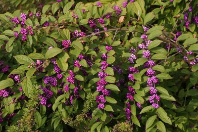 berries