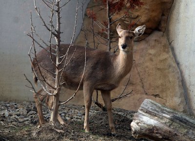 deer