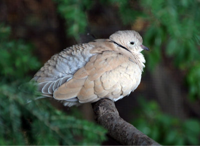 dove