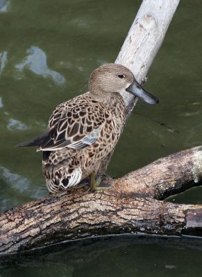 Duck Camoflouge