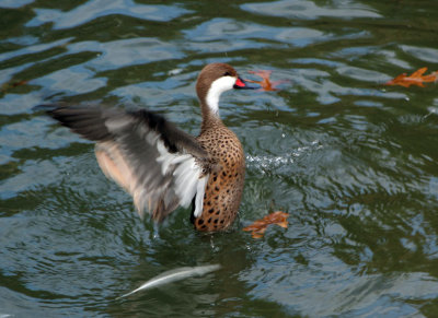duck