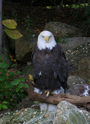 eagle