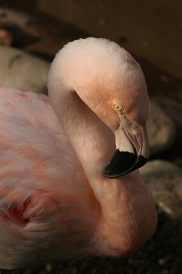 Akron Zoo 2007