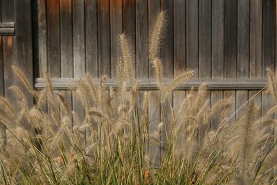 Ornamental grass