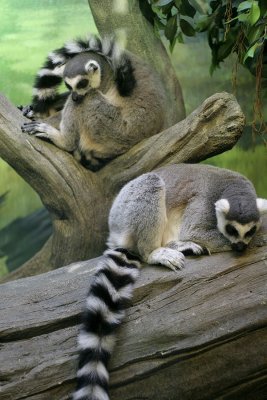 lemurs