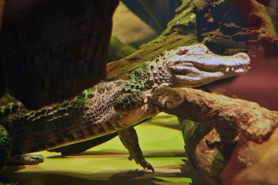 white alligator