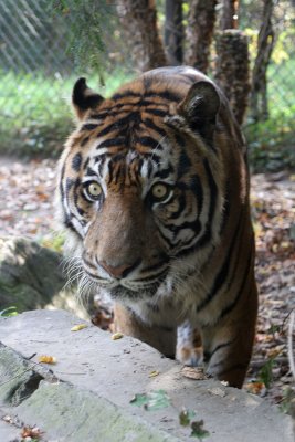 tiger