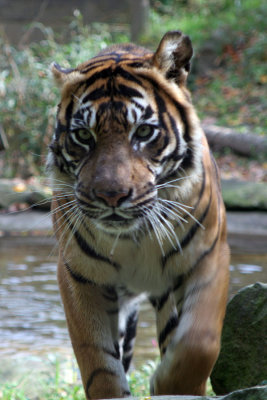 tiger