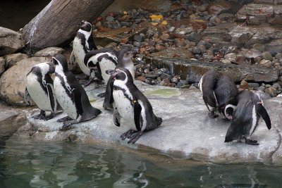 Penguins