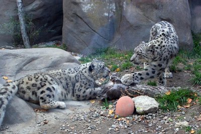 Playful