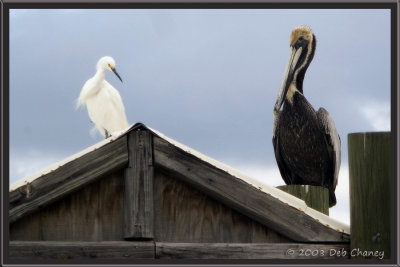 Snowy Egret and Brown Pelican