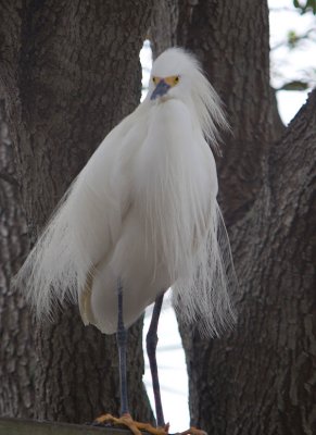 Egret in full mating plumage