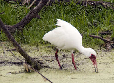 White Ibis