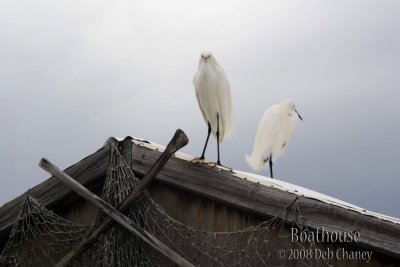 2 Egrets