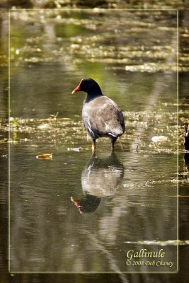 Gallinule