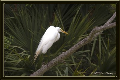 Egret in the Park
