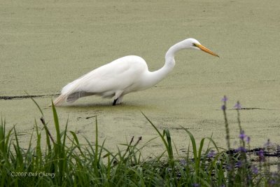 Elegant Egret