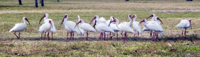 ibis flock