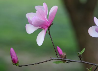 magnolia 5.jpg