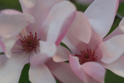 magnolia blossoms.jpg
