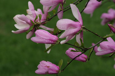 magnolias.jpg