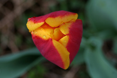 tulip 7.jpg