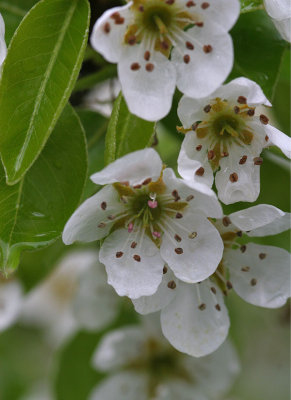 pear blossoms 1.jpg