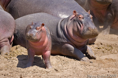 Ippopotami ( Hippopotamus)