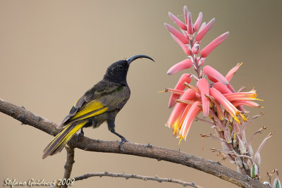 Nettarinia alidorate (Golden-winged-Sunbird)