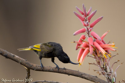 Nettarinia alidorate (Golden-winged-Sunbird)